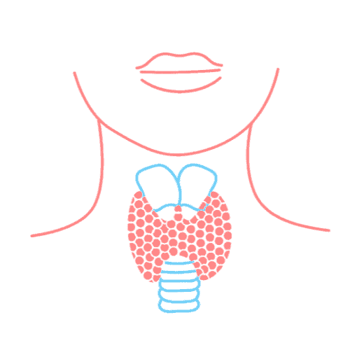 a line drawing of a thyroid gland